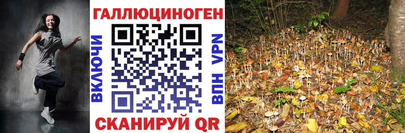 Галлюциногенные грибы Cubensis  как найти   kraken рабочий сайт  Рошаль 